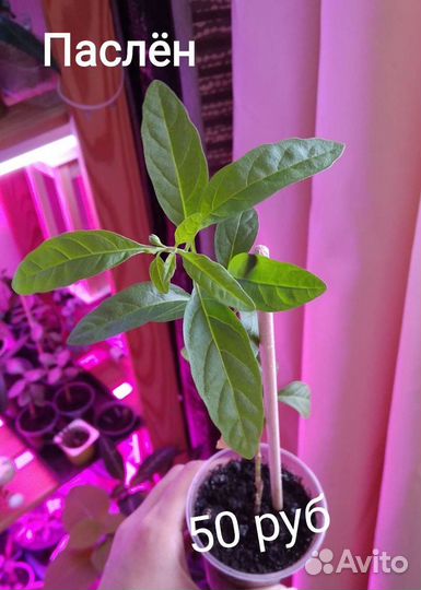 Комнатные растения и цветы #2