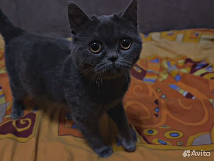 Шотландская кошка