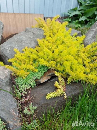 Седум очиток почвопокровник