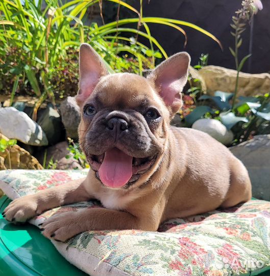 Парни голубой соболь