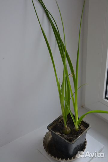 Индийский лук