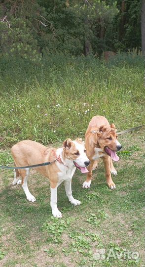 Армянский гампр