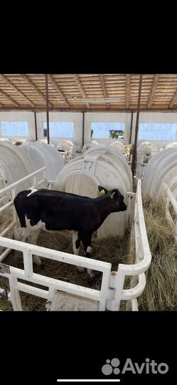 Телята бычки на откорм