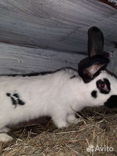 Кролики великаны. Строкач Ризен