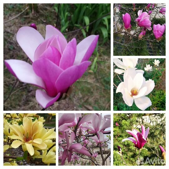 Магнолии суланж,стелатта, альба,грандифлора