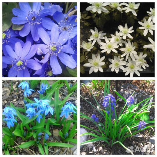 Садовые многолетники