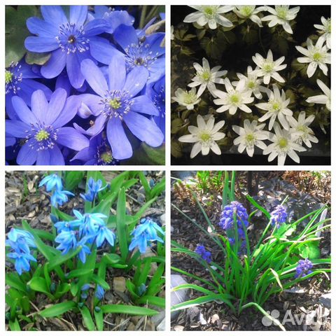 Садовые многолетники