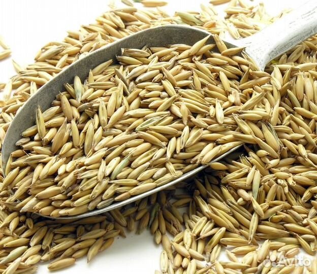 Корма для С/Х животных. Пшеница, Ячмень, Кукуруза