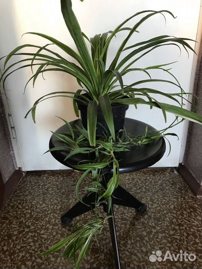 Молочай и хлорофитум полосатый