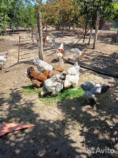 Молодые курочки брама