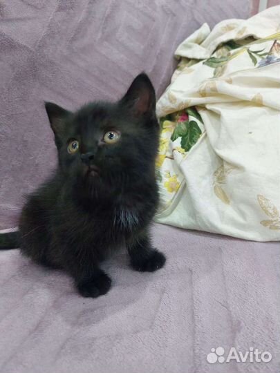 Котенок девочка в дар