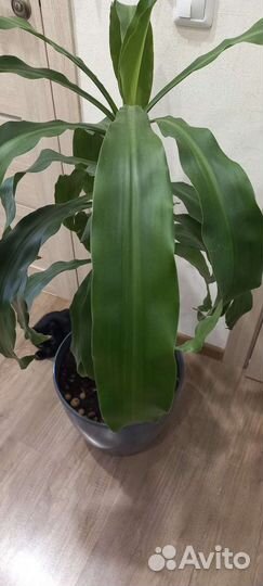 Пальма драцена