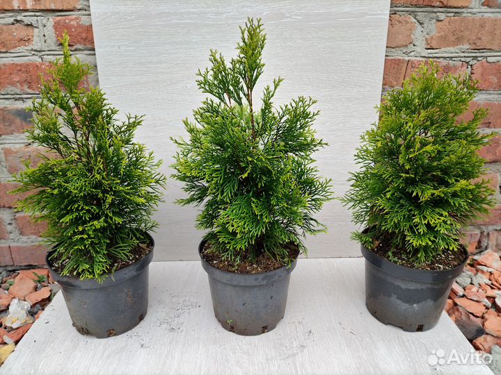 Можжевельник Блю чип