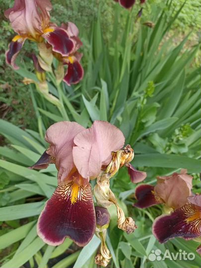 Цветы ирисы