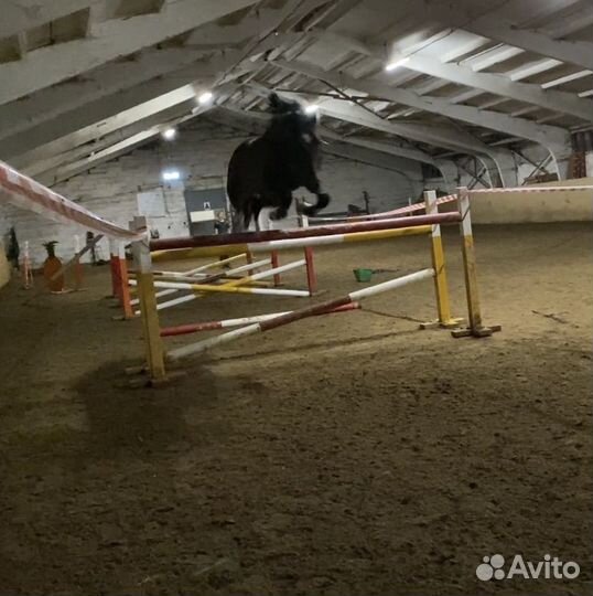 Продажа лошади