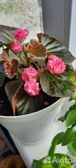 Бегонии вечноцветущие