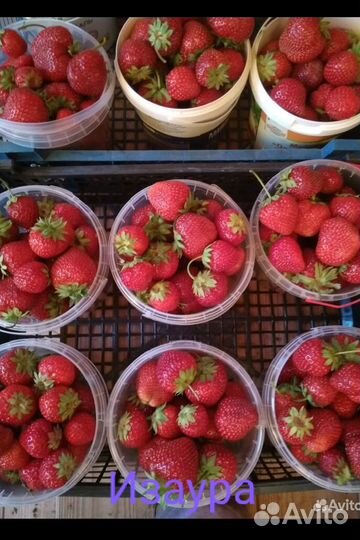 Рассада сортовой клубники