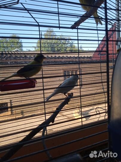 Продам кенаров