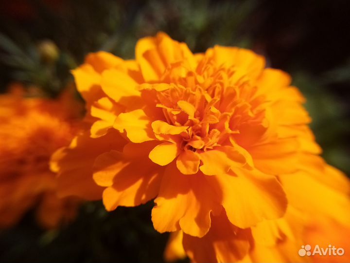 Широкоугольная + макро линза на смартфон