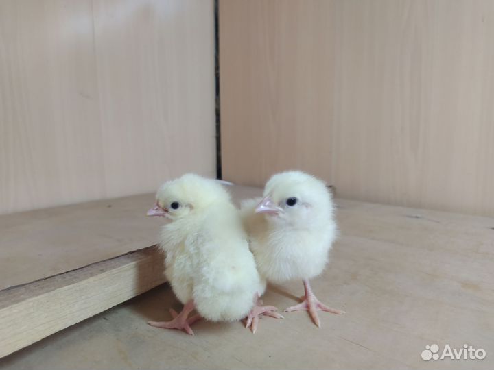 Цыплята бройлерные, мясо-яичные и несушки