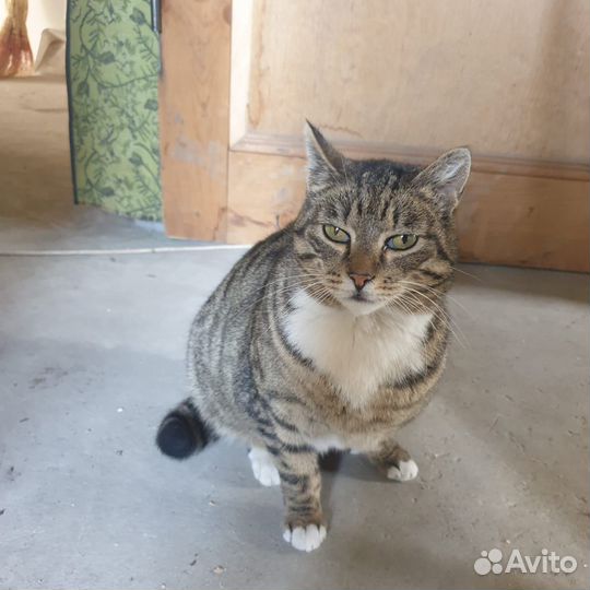 Молодая кошка в добрые руки