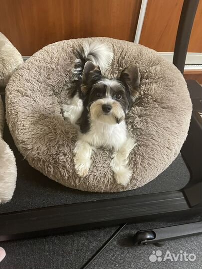 Бивер йорк вязка