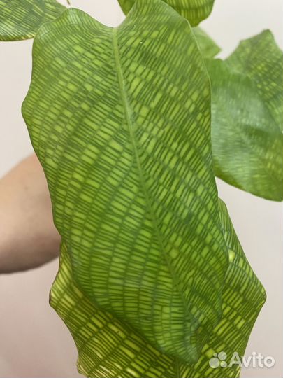 Калатея нетворк