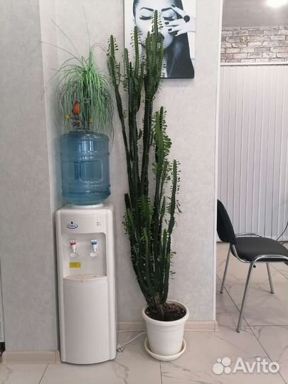 Молочай трехгранный