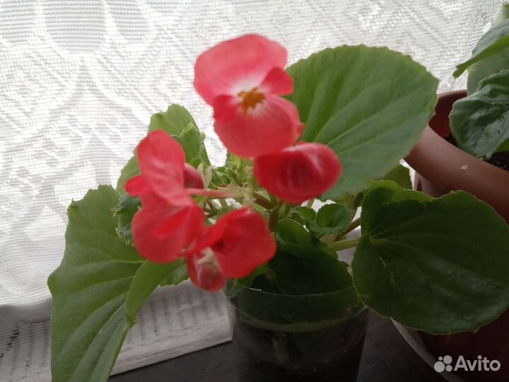 Бегония вечноцветущая