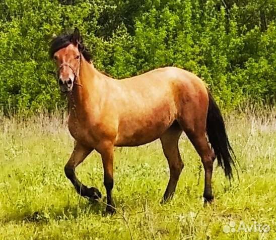 Овцы бараны