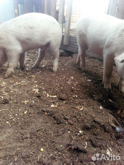 Поросята