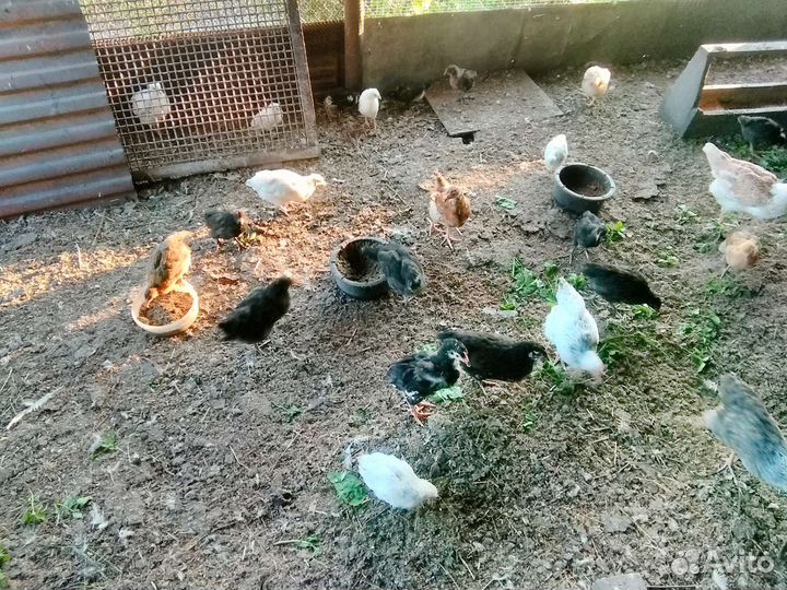 Куры цыплята