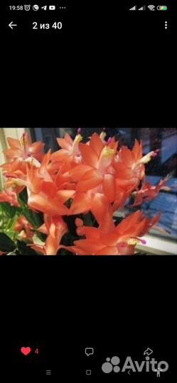 Декабрист шлюмбергера