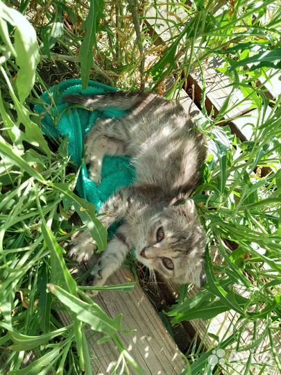 Отдам котенка в добрые руки