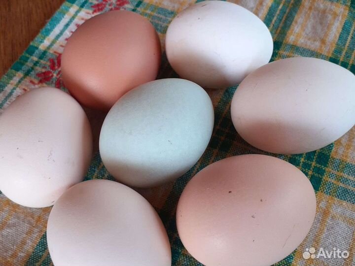 Инкубационное яйцо куриное