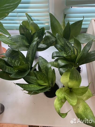 Сансевиерия