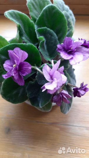 Фиалка в горшках