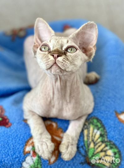 Девон-рекс котик и кошечка