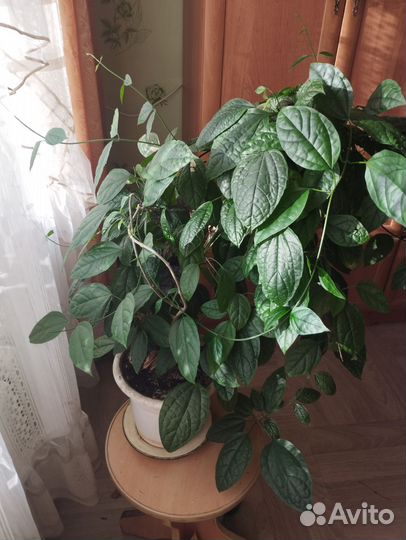 Клеродендрум