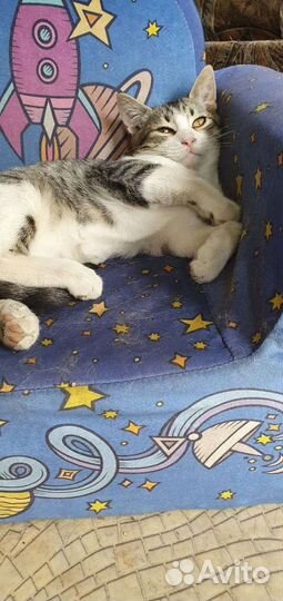Котенок мальчик в добрые руки
