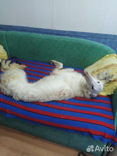 Рпб Кобель кастрат