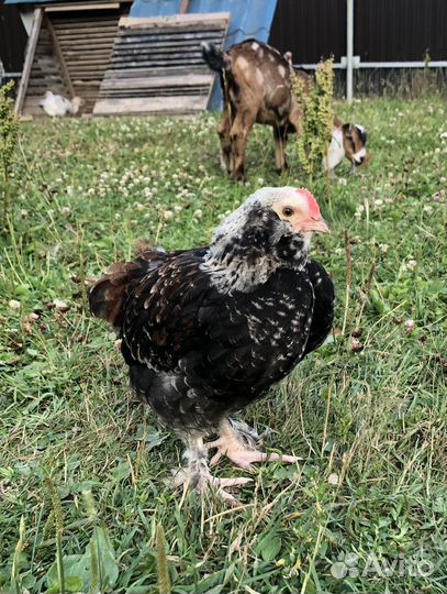 Голошейный Фавероль Брама лаванда петухи