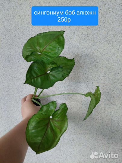 Сингониумы #2