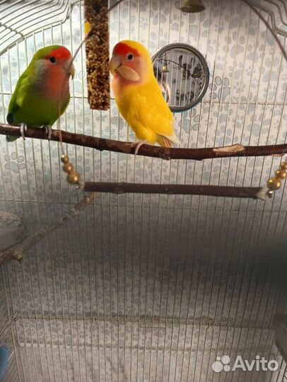 Попугай птенец Неразлучника