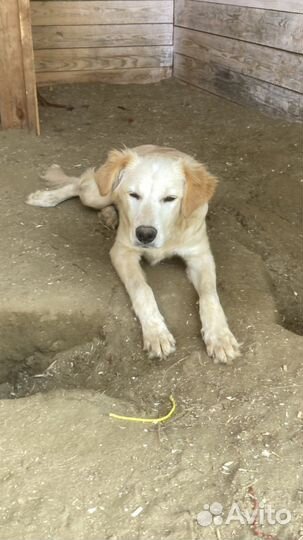 Злата ищет дом