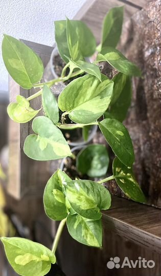 Эпипремнумы, сциндапсусы