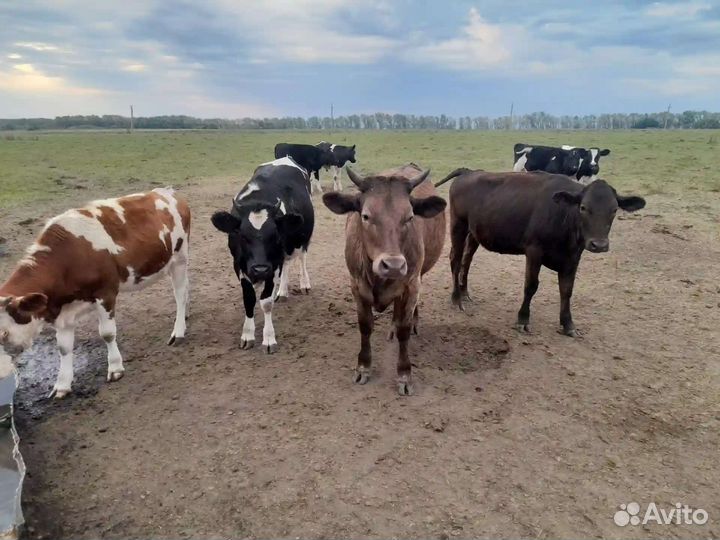 Телка 1.5 года