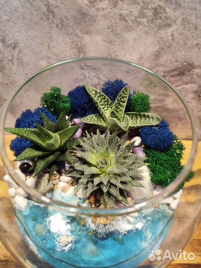 Флорариум суккуленты
