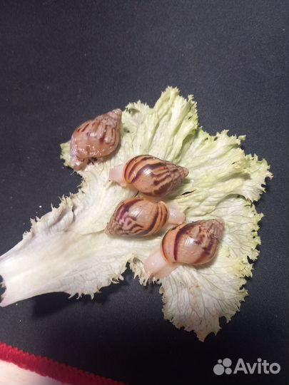 Улитки ахатины