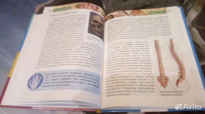 Книга Энциклопедия знаний Тело человека